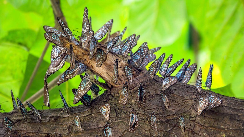 Blue Tiger Butterflies