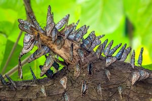 Blue Tiger Butterflies