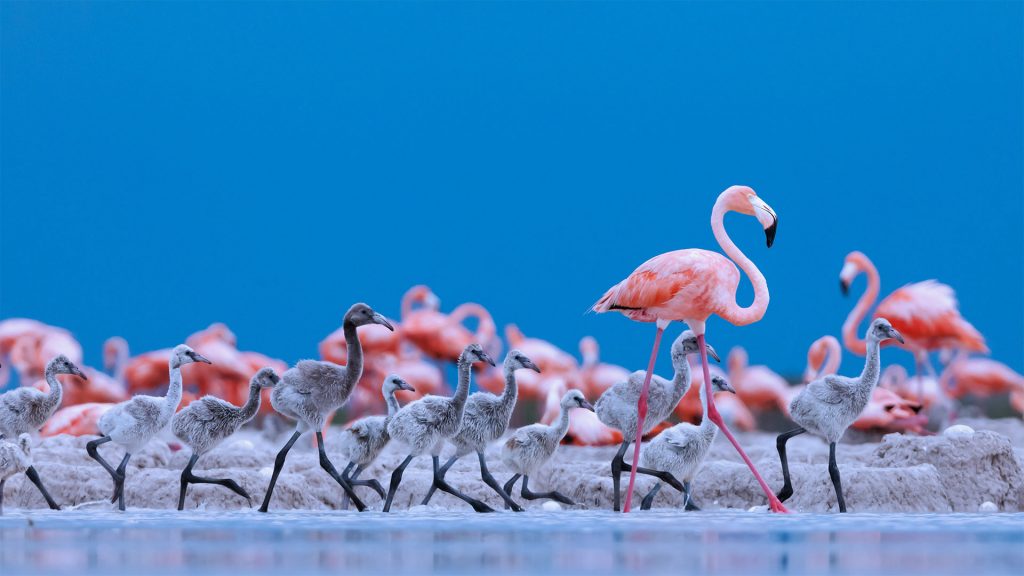 Flamingo Teacher
