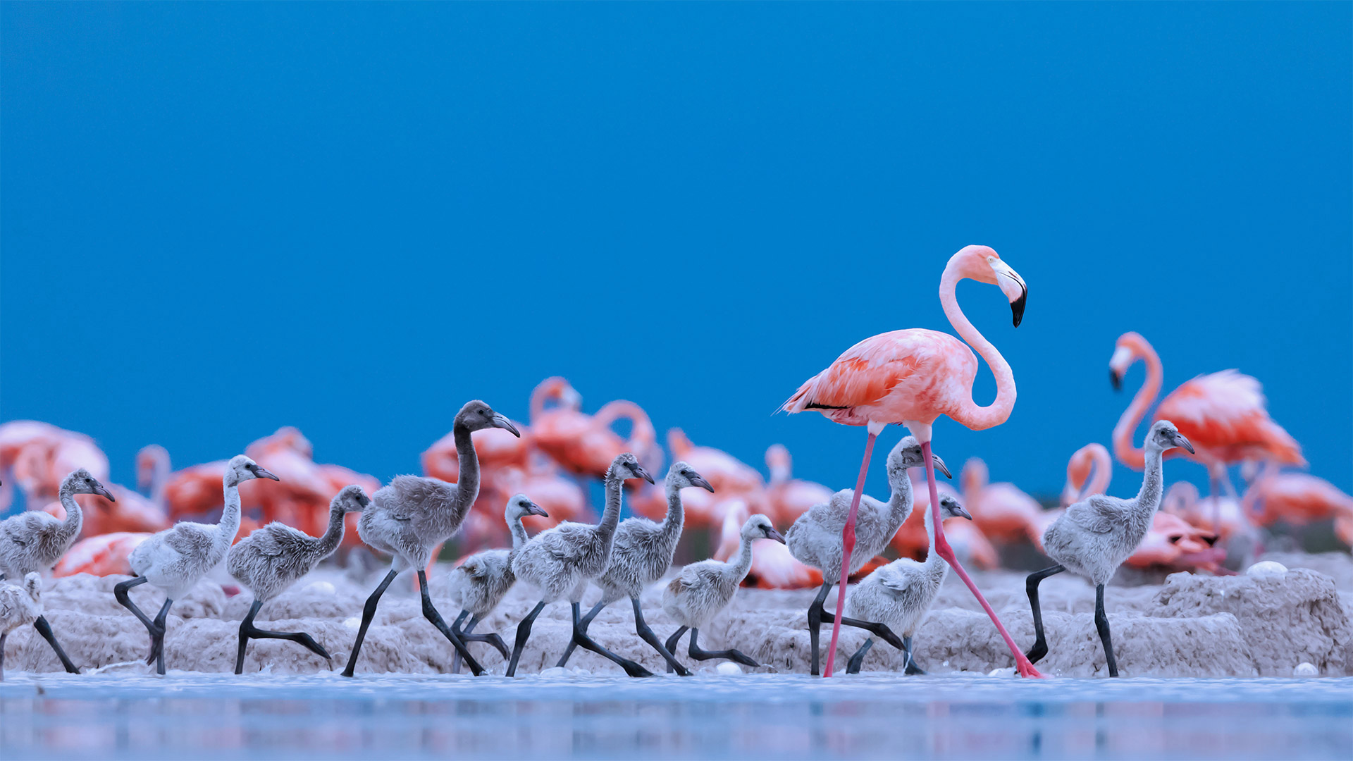 Flamingo Teacher