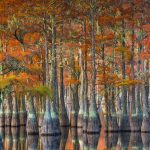 Georgia Cypress