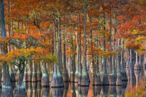 Georgia Cypress