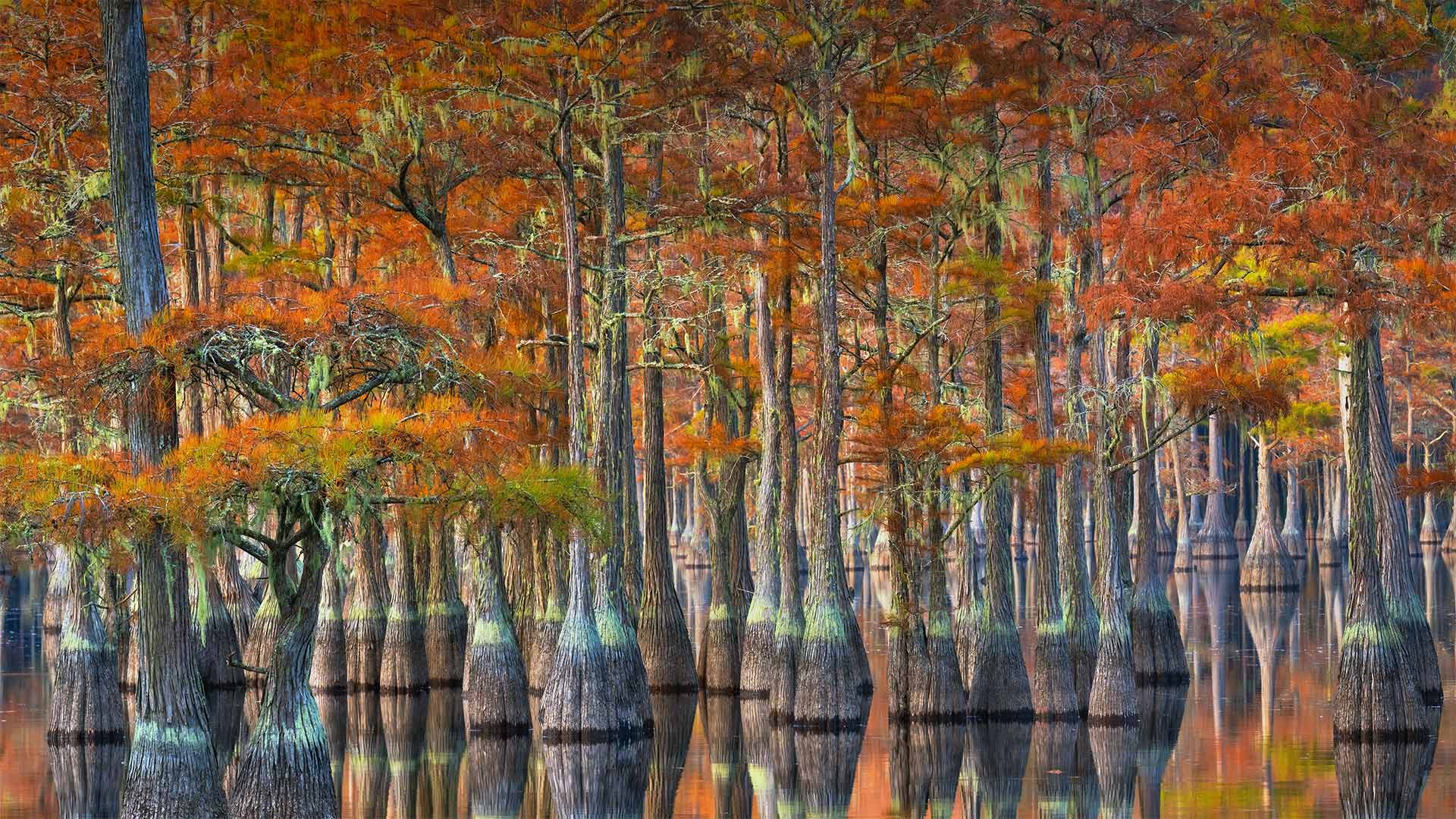 Georgia Cypress