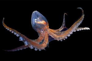 Glass Octopus