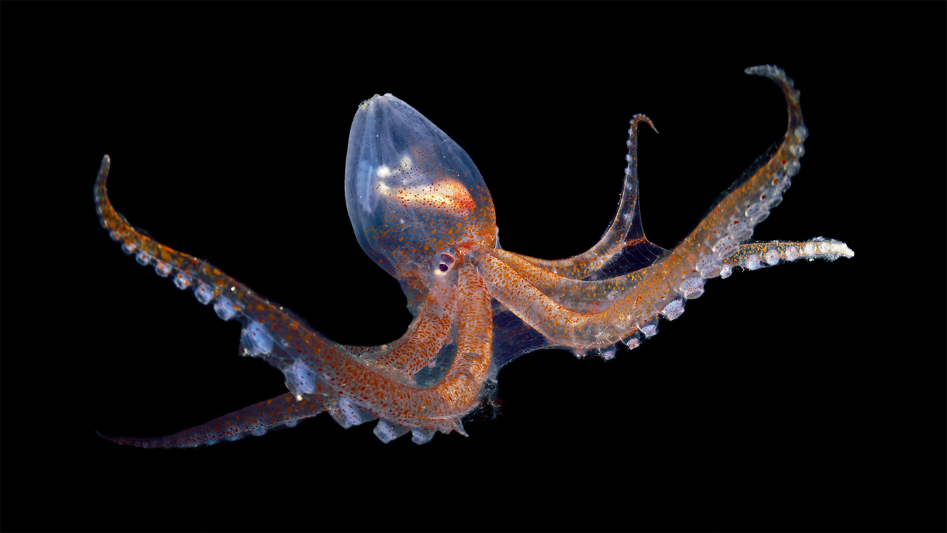 Glass Octopus