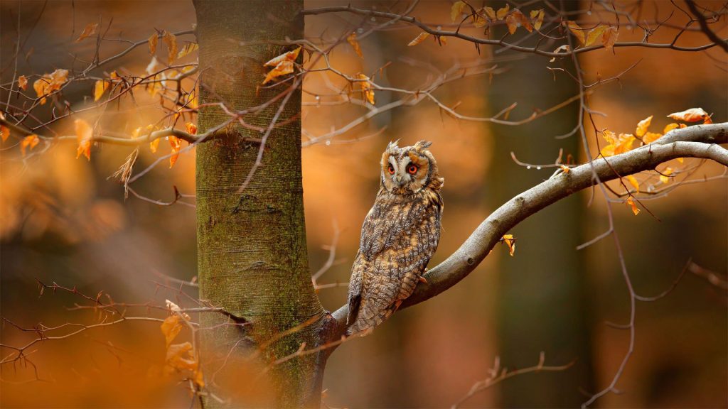 Sweden Owl