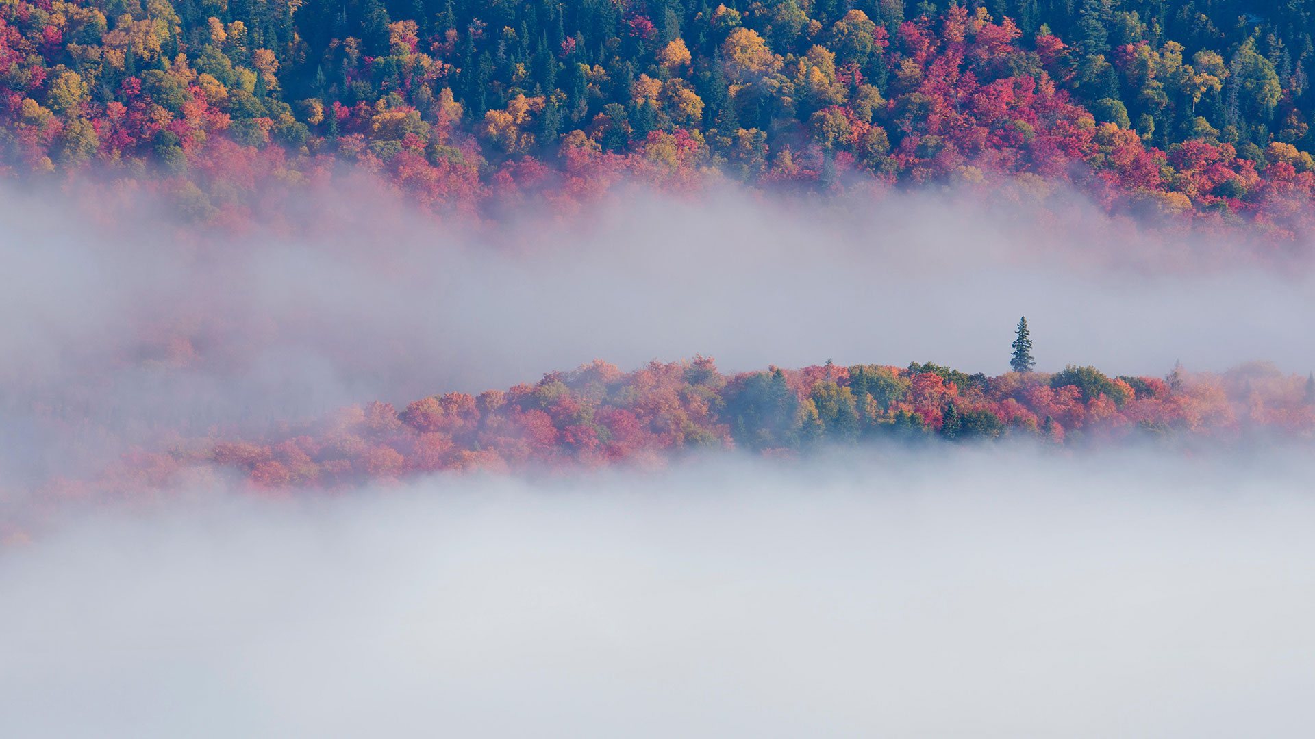 Tremblant Foliage