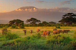 Amboseli Bioshere