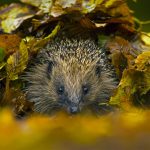 Hedgehog Nest