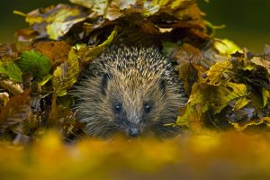 Hedgehog Nest