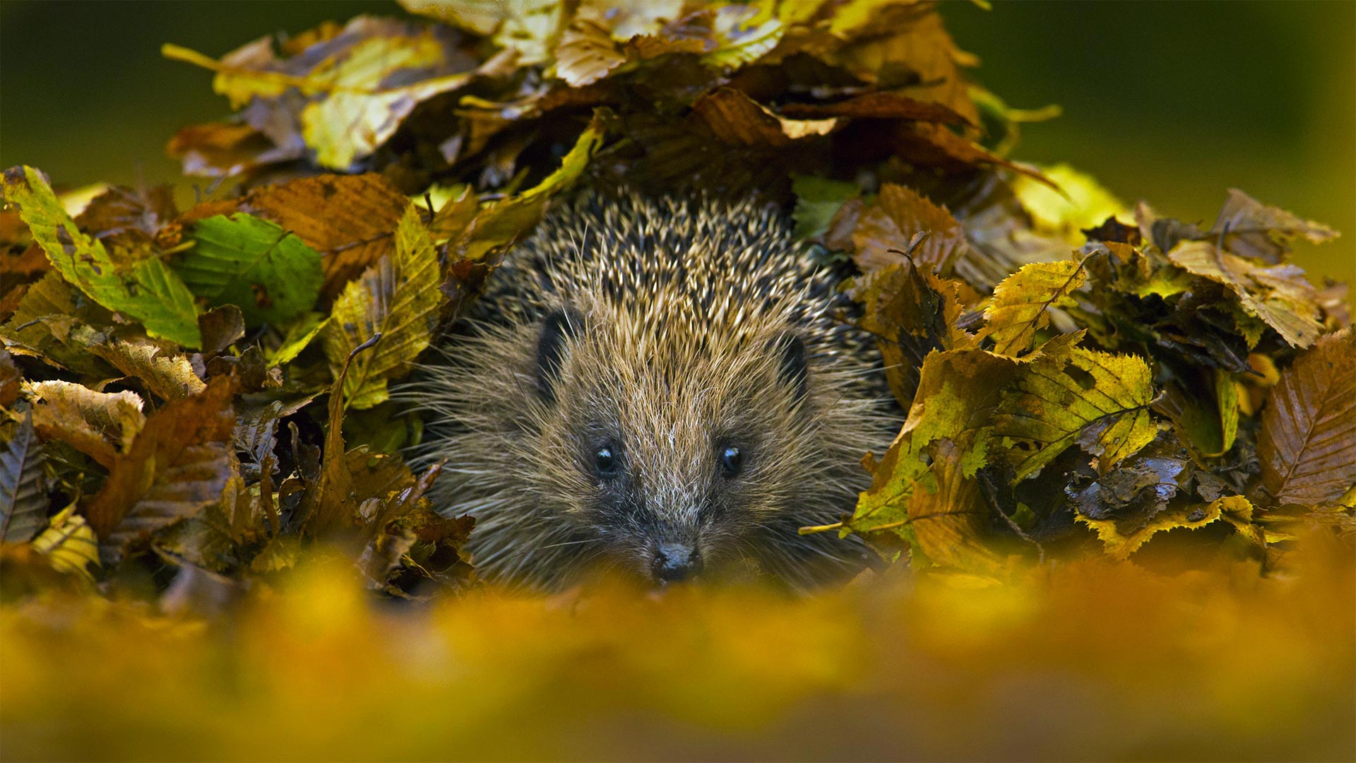 Hedgehog Nest