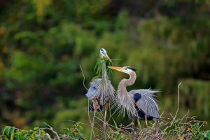 Heron Giving