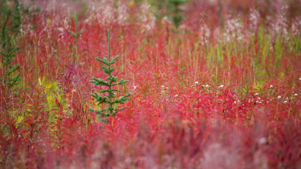 Kluane Autumn