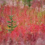 Kluane Autumn