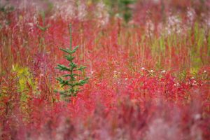 Kluane Autumn