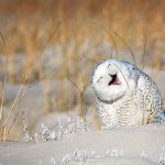 Laughing Owl