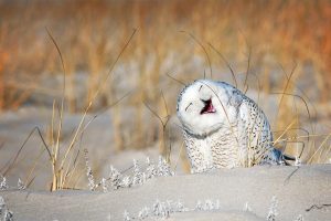 Laughing Owl