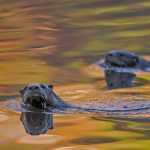 Lontra Canadensis