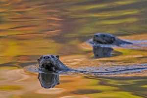 Lontra Canadensis