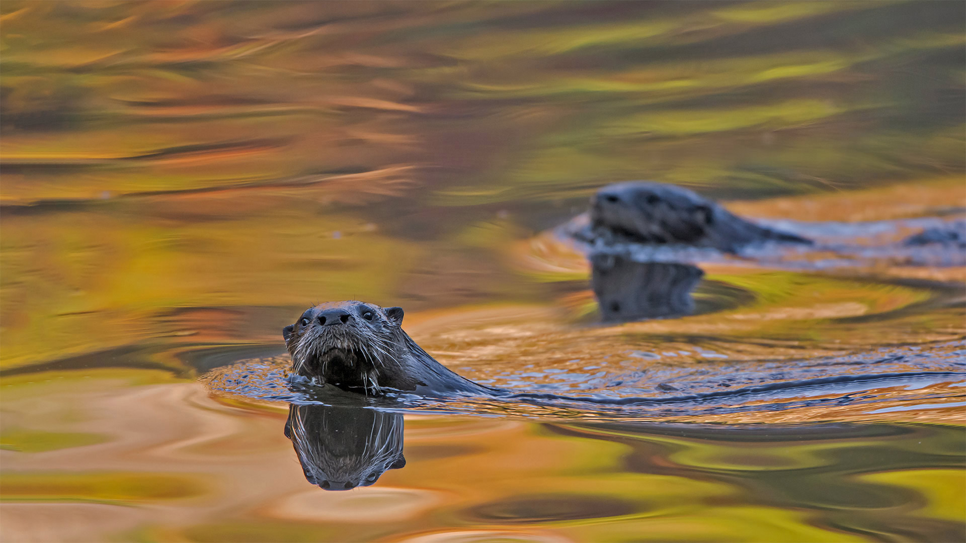 Lontra Canadensis