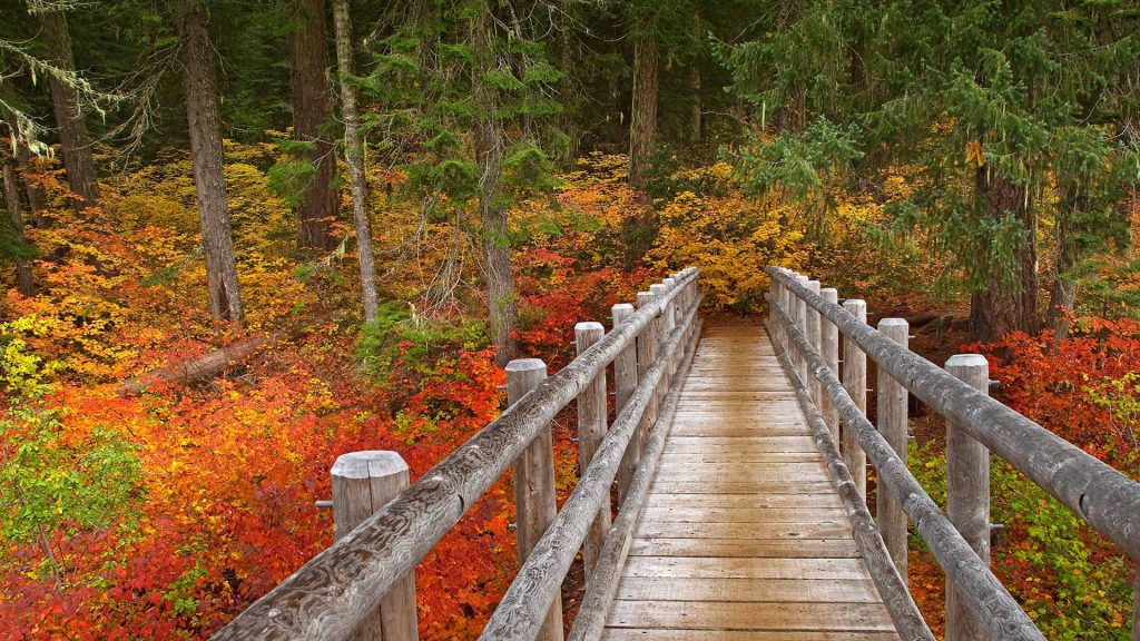 Mc Kenzie River Trail