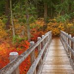 Mc Kenzie River Trail