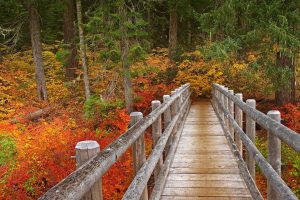 Mc Kenzie River Trail