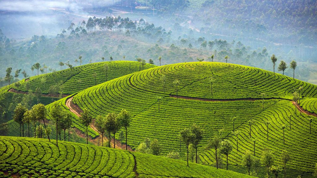 Tea Plantations Munnar