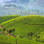 Tea Plantations Munnar