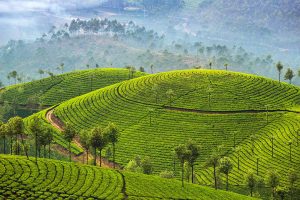 Tea Plantations Munnar