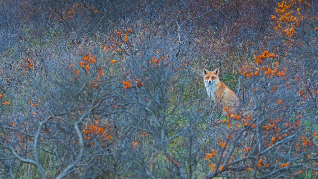 Waterleidingduinen