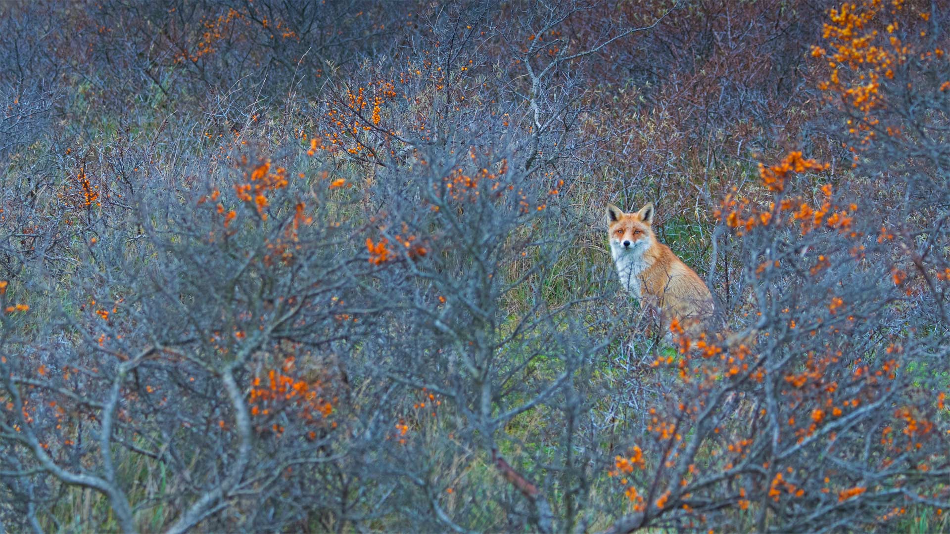 Waterleidingduinen