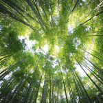 Bamboo Trees India