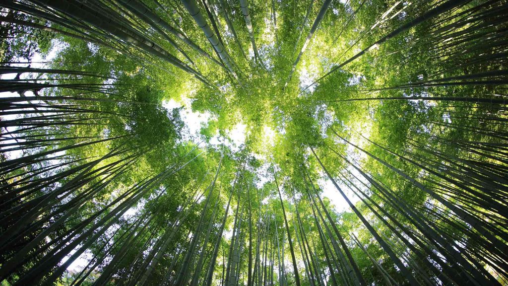 Bamboo Trees Indiaa