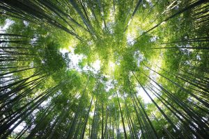 Bamboo Trees India