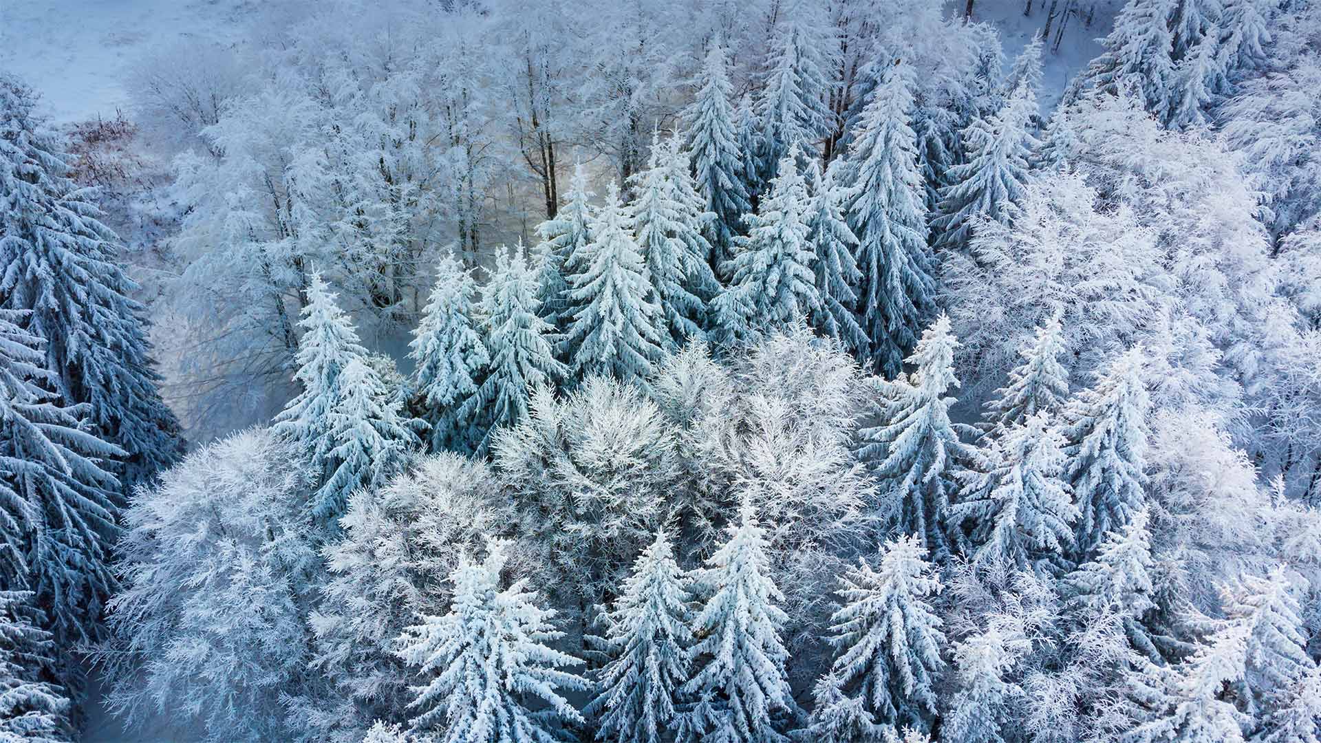 Borovets