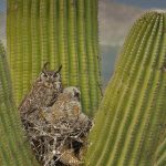 Gilded Flicker