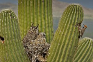Gilded Flicker