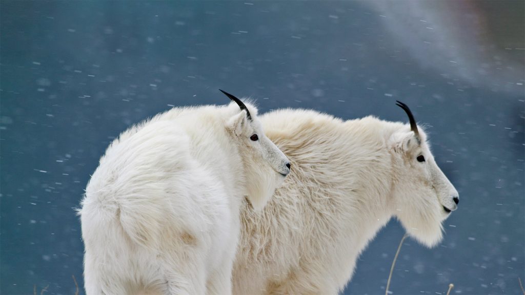 Glacier Goats