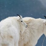 Glacier Goats