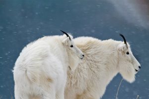 Glacier Goats