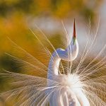 Great Egret