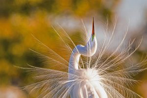 Great Egret