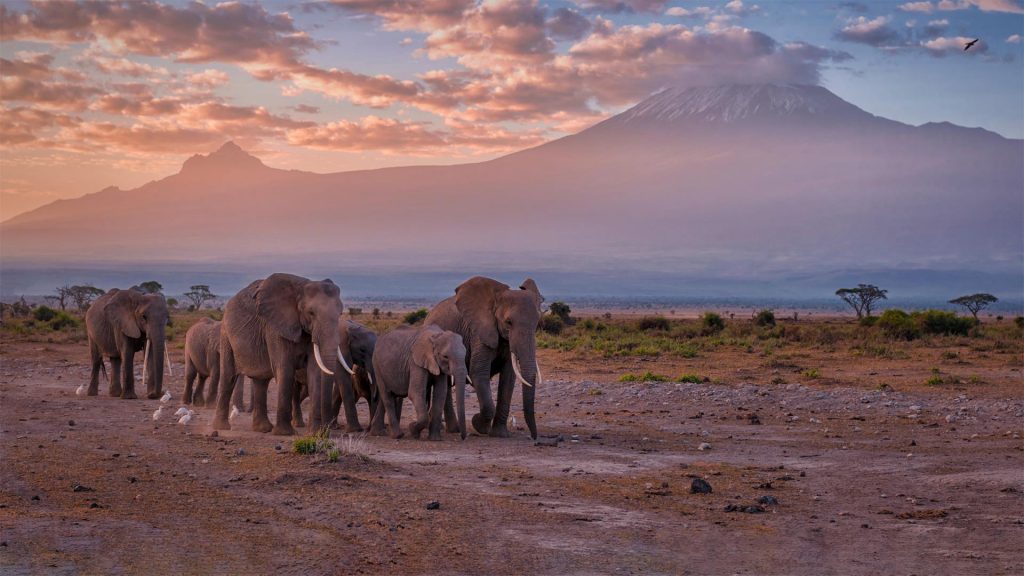 Kilimanjaro Elephants