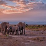 Kilimanjaro Elephants