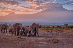 Kilimanjaro Elephants