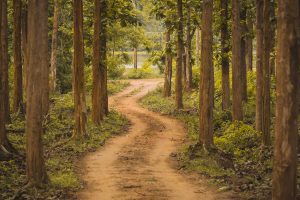 Nagarhole National Park