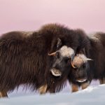 Norway Muskox