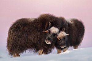 Norway Muskox