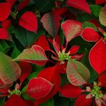 Poinsettia Day